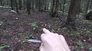 Это какой-то грибной праздник - показываю сколько много грибов в лесу