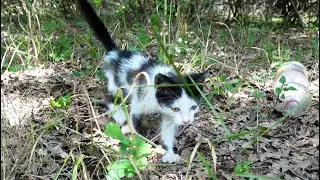 Спасение БРОШЕННОГО КОТЕНКА. Трогательное ПРИКЛЮЧЕНИЕ НА ПИКНИКЕ.