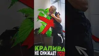 Экстракт крапивы не снижает ГСПГ #гормоны #крапива #экстракт