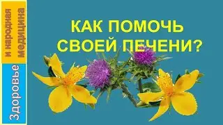 Как помочь своей печени?