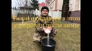 Чем подкормить газон ранней весной?