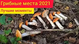 Грибы Киевская область 2021