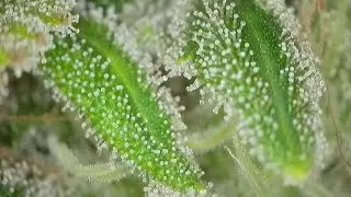 How To Grow Weed Indoors From Seed to Harvest For Beginners 2023 Weekly Grow Series Part 14 Flower