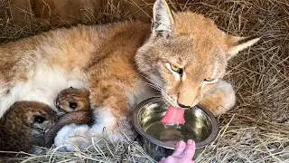 РЫСЬ УМКА С КОТЯТАМИ ПОСЛЕ РОДОВ / Алиса близко знакомится с рысями / Ханна сделала себе гнездо