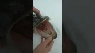 Такую щуку видел?