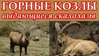 ГОРНЫЕ КОЗЛЫ - Выдающиеся скалолазы