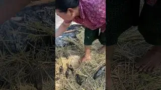 ដុតត្រី #shortvideos