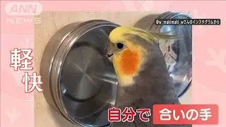 コンコン！“合いの手”いれるオカメインコ　さらに…自らリズム刻み「ドヤ顔」(2023年11月10日)