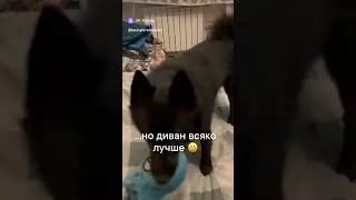 шипперке Люсик aka Завхоз  протестировал новый ковер и сделал свой вывод  