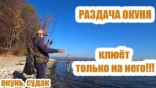 РАЗДАЧА ОКУНЯ! Закрытие сезона. Ловим окуня на сурском водохранилище.