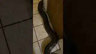 Huge reticulated python