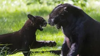 Rare Black Leopard Cub Loves to Play!