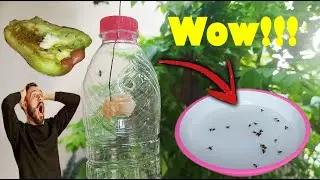 Step-by-Step Guide How to Make Fruit Fly Trap Water Bottle! 🍏🚫 #BugBuster | Gardening Tips