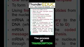 The process of transcription (protein synthesis)