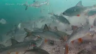 Fish Reaction on Feeder full of Joker / Reakcja Ryb na Jokersa / Реакция Рыбы на Кормового Мотыля