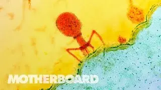 The Virus That Kills Drug-Resistant Superbugs