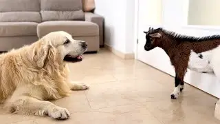 Golden Retriever Meets Baby Goat for the First Time