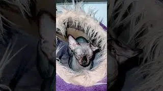 Кажется она не хочет вставать ей хочется поваляться в постельке