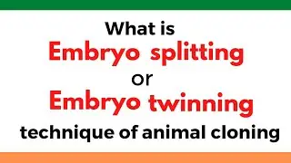 What is Embryo splitting or Embryo twinning technique used for animal cloning?