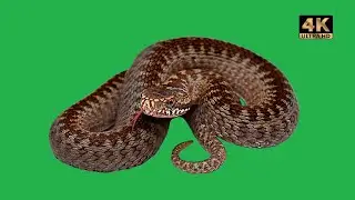 snake green screen video free download