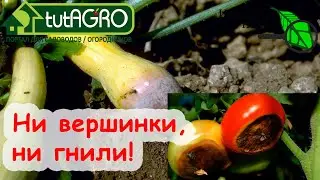 ВМЕСТО ВСЕХ УДОБРЕНИЙ - ОДНО ПРОСТОЕ СРЕДСТВО! Чем подкормить томаты, огурцы, перец, баклажаны?