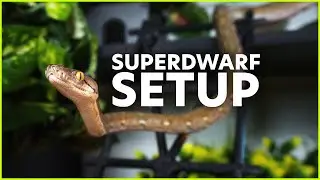 Superdwarf Retic Setup — COMPLETE WALKTHROUGH