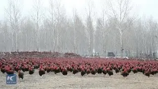 Chinese farmer and his 70,000 chickens become online celebrities