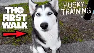 How To Properly Walk A Husky!