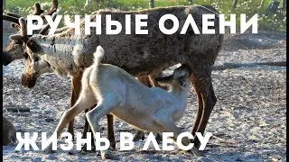 Ручные олени, Жизнь в лесу