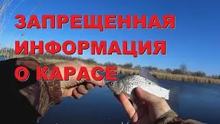 Карась. Исследования ПРОФЕССОРА. Рыбалка на Карася!