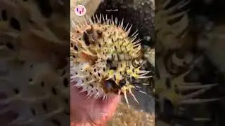 Talented Fisherman 🦀🐙 Catching Seafood | Deep Sea Creatures ! Fishing! -Tik Tok