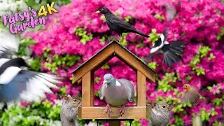 🔴 Cat TV NO ADS 😸 Birds & Squirrels Visit the Birdtable 🕊️ Bird Videos for Cats to Watch (4K HDR)