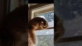Сима и пушистые хвосты. 