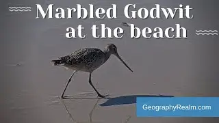 Marbled Godwit forages at Hermosa Beach, California #shorts