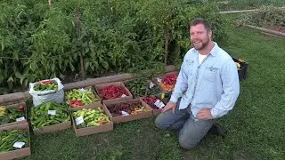 Hot Pepper Harvest and Review 2020