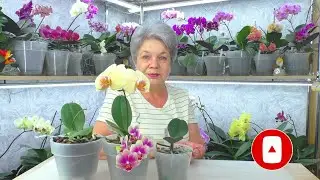 Do you know what problems orchids have from rotten roots and peat cups? 😊