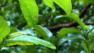 Rain in the Tropical Forest. The sound of rain. The sounds of Nature.