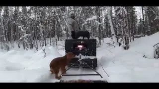 ПО ЗАСНЕЖЕННОЙ ТАЙГЕ НА БУРАНЕ / СОБОЛИНЫЕ ТРОПЫ