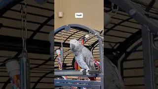 Gizmo bites his tongue!! #talkingparrot #funnyparrot #gizmothegreybird #birds #africangrey