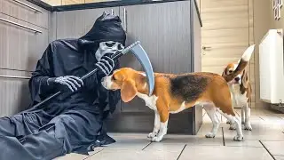 Funny Dogs Get Pranked with Villain Halloween Costumes!