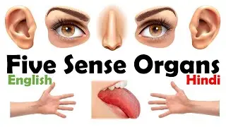 Five Sense Organs | Human Sense Organs | Sense Organs Name | Sense Organs English Vocabulary