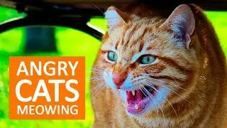 ANGRY CATS MEOWING LOUDLY | Make your Cat Go Crazy!  HD