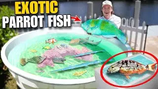 Catching EXOTIC PARROT FISH For My Backyard SALTWATER POND!! (Using SEAWEED)