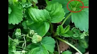 ПОЧЕМУ КУСТЫ КЛУБНИКИ КАРЛИКОВЫЕ  И НЕ РАСТУТ  .