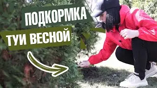 Чем СРОЧНО подкормить тую весной ✔️ Советы из личного опыта  🌱