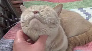 Опасный сухой корм для питомца