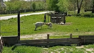 Козы бодаются)))