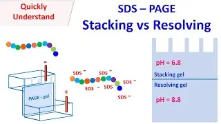 SDS PAGE | Stacking vs Resolving gel