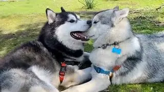 World's funniest HUSKY Videos 🤣 Funny Dogs Video 2024