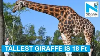 This is the world’s TALLEST giraffe who also holds Guinness World Record